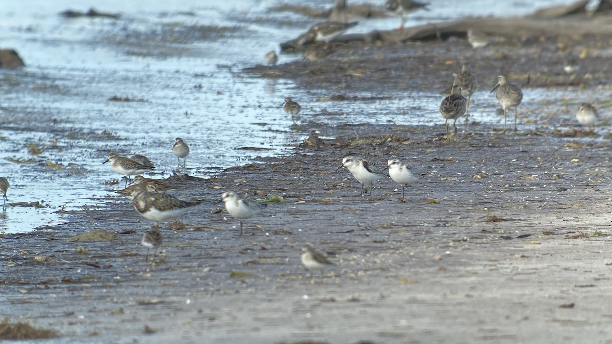 Гурвалж элсэг - ML368597641