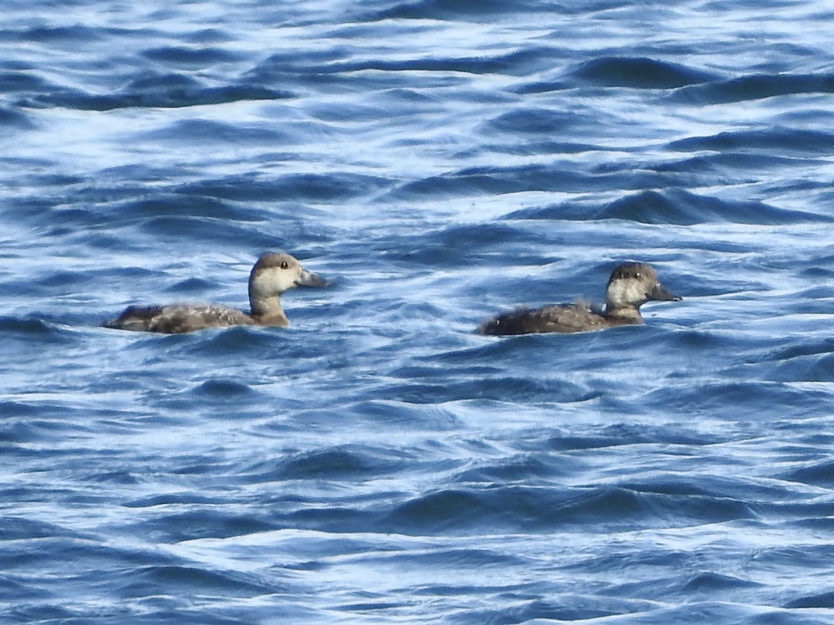 Black Scoter - ML368597761