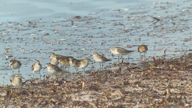 Wiesenstrandläufer - ML368598301