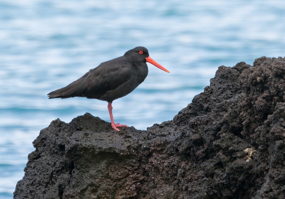 Variable Oystercatcher - Lars Petersson | My World of Bird Photography