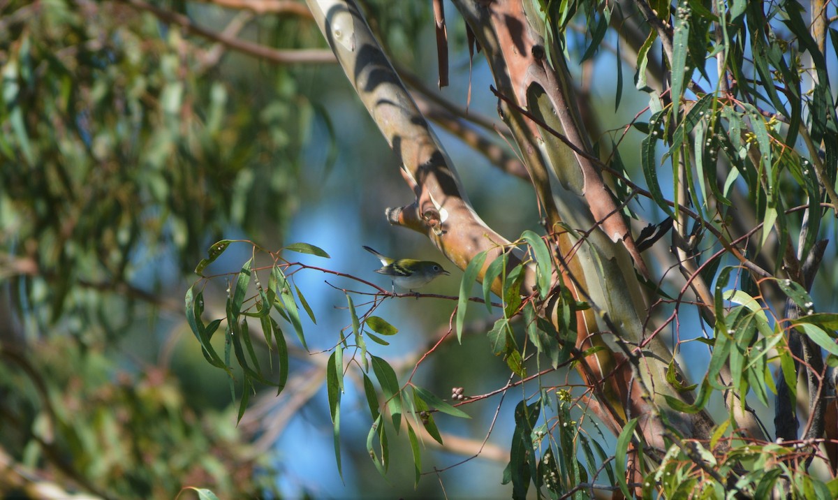 lesňáček rezavoboký - ML368599581