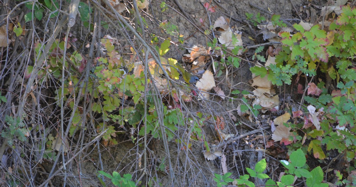 MacGillivray's Warbler - ML368600111