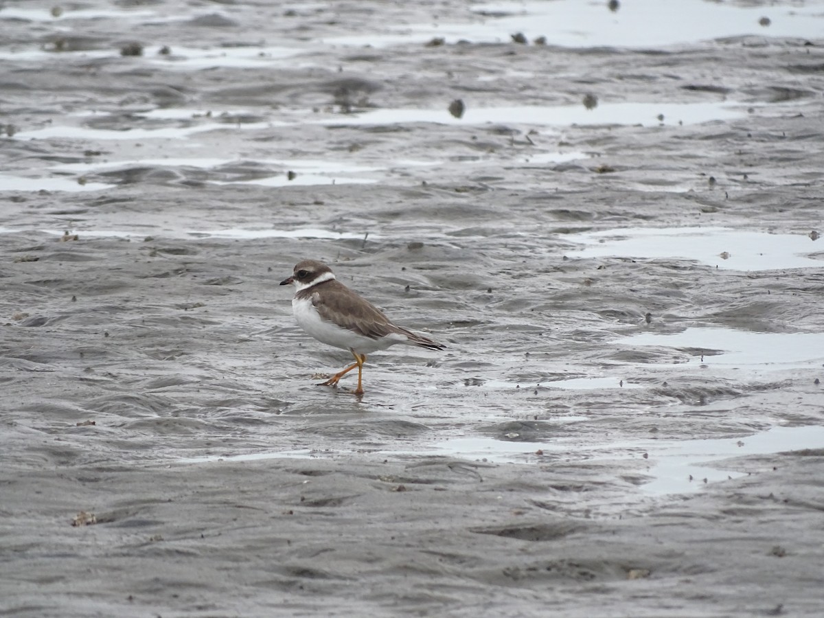 Semipalmated Plover - ML368601271