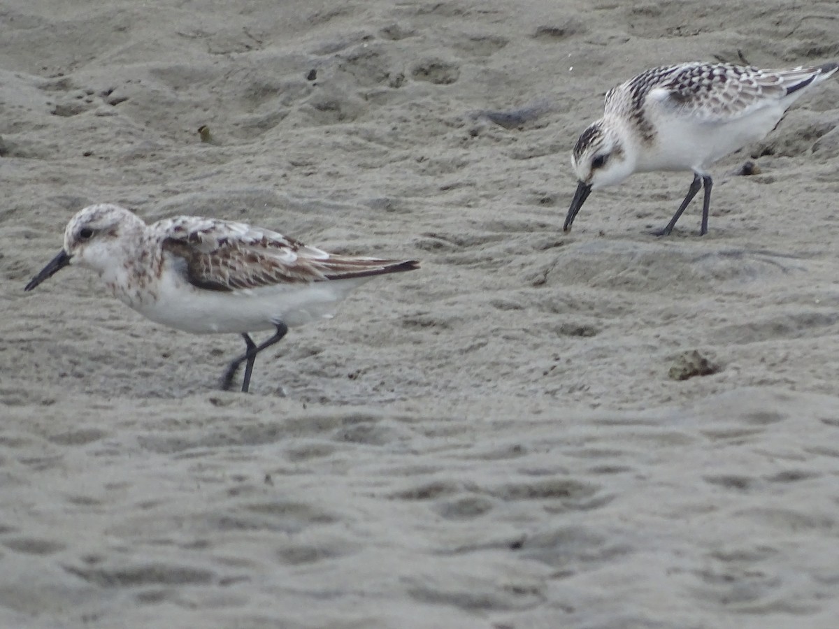 Bécasseau sanderling - ML368601481