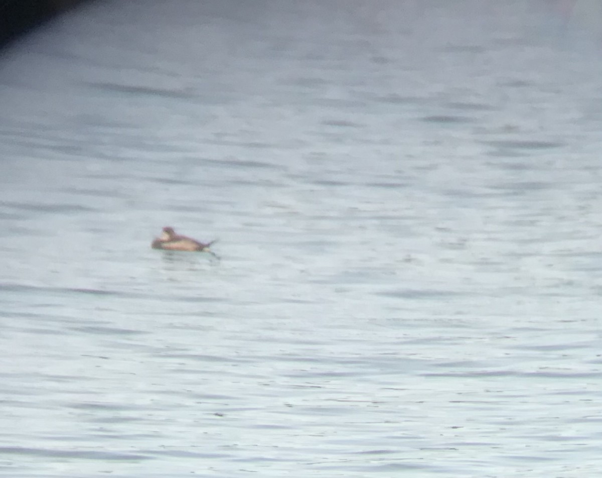 Ruddy Duck - ML368602931