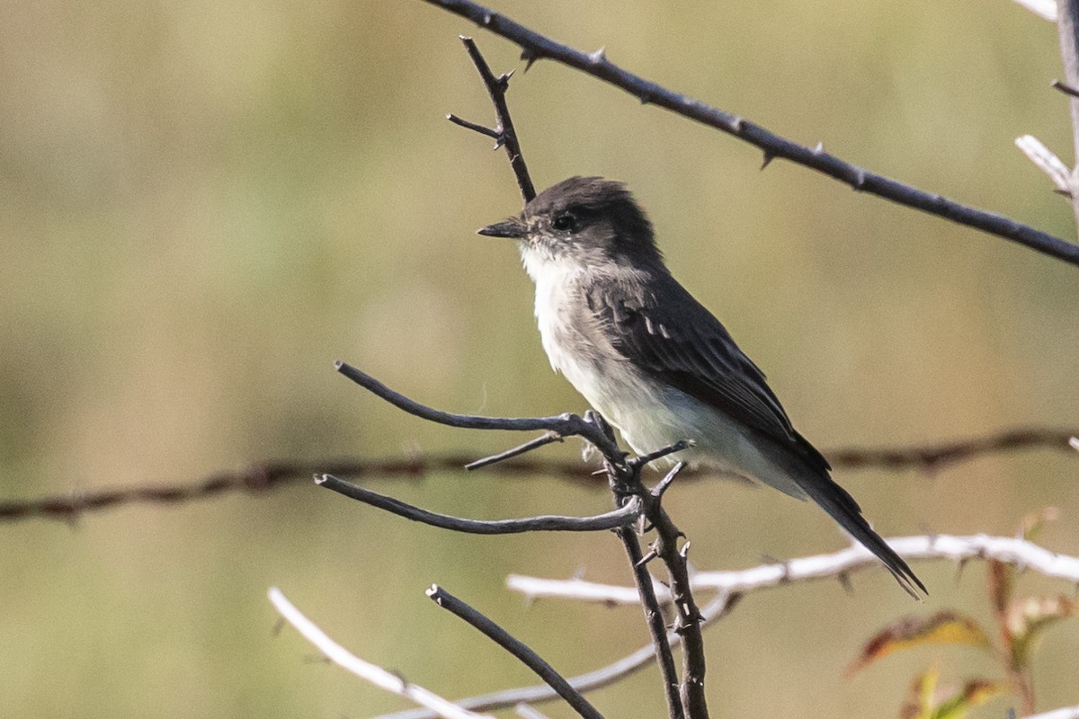 Eastern Phoebe - ML368603121