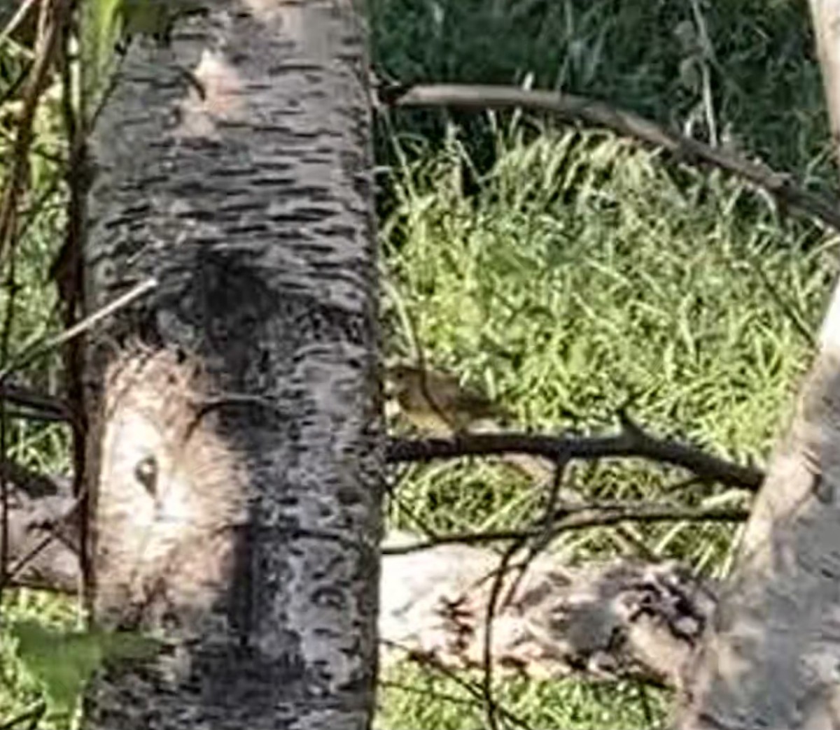 Connecticut Warbler - ML368603221