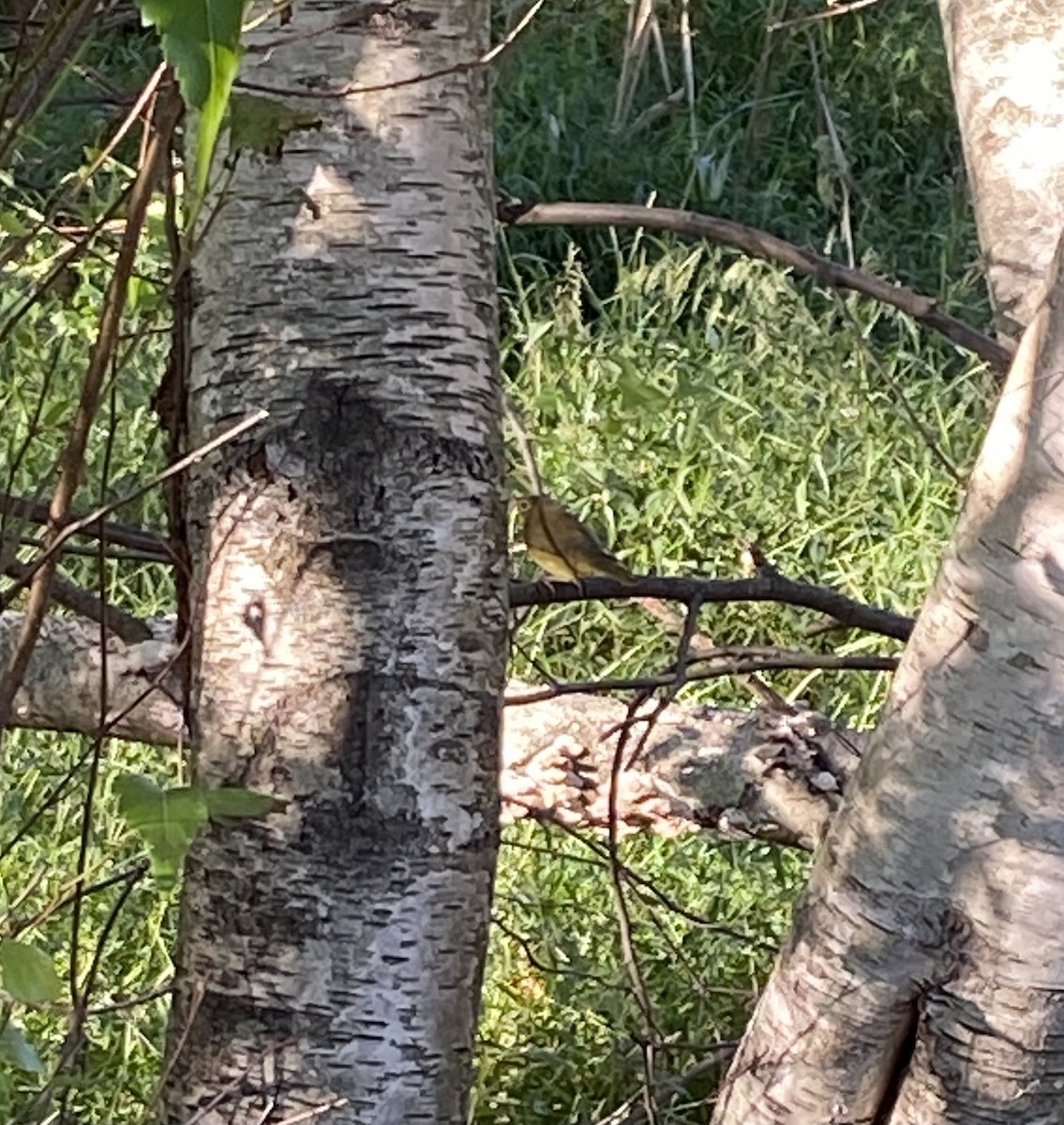 Connecticut Warbler - ML368603231