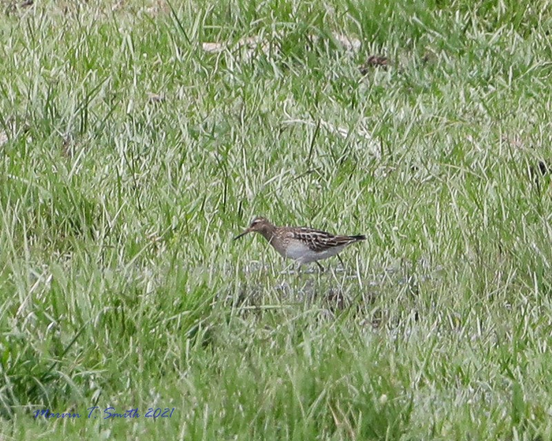 Pectoral Sandpiper - ML368603641