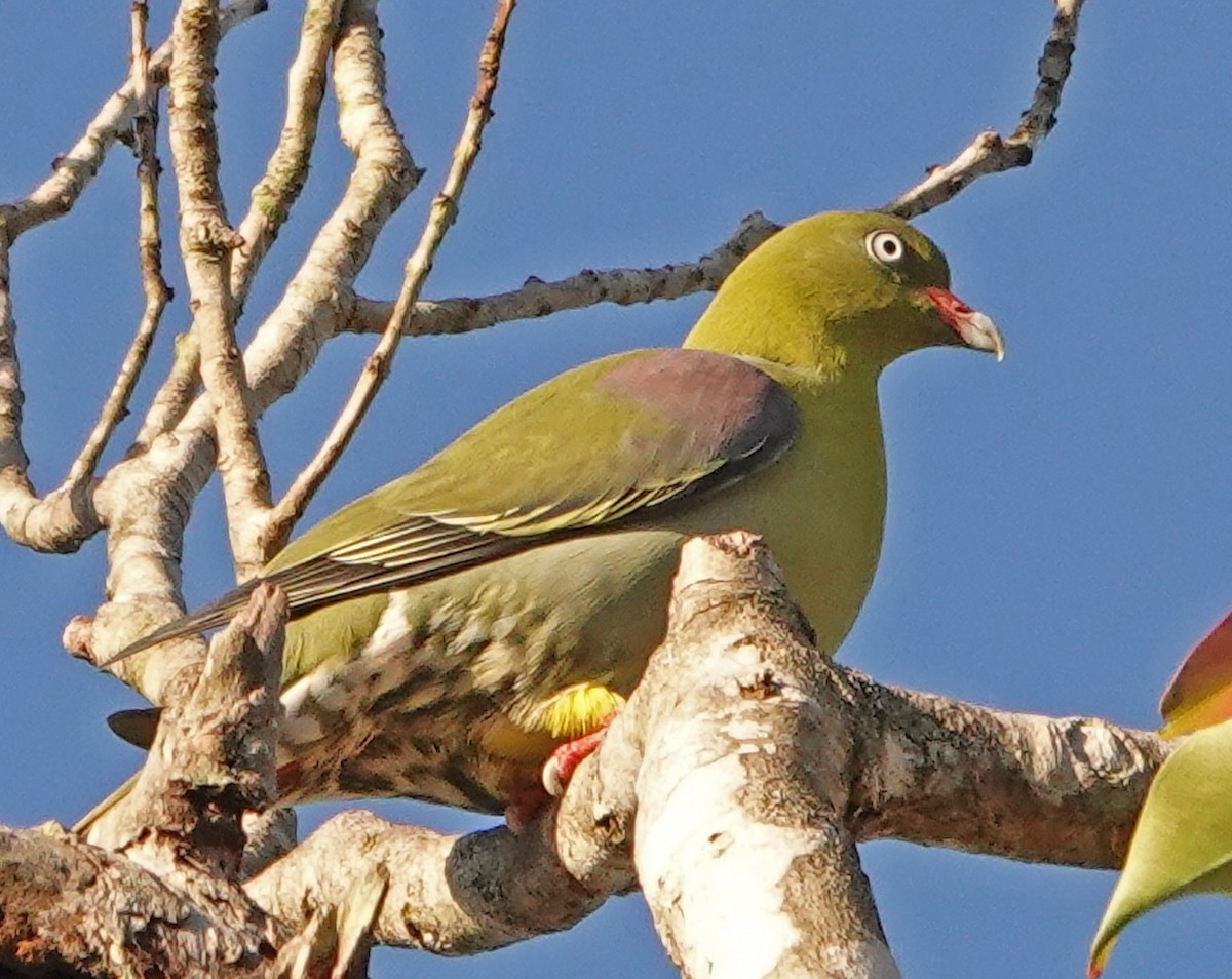 African Green-Pigeon - ML368603901