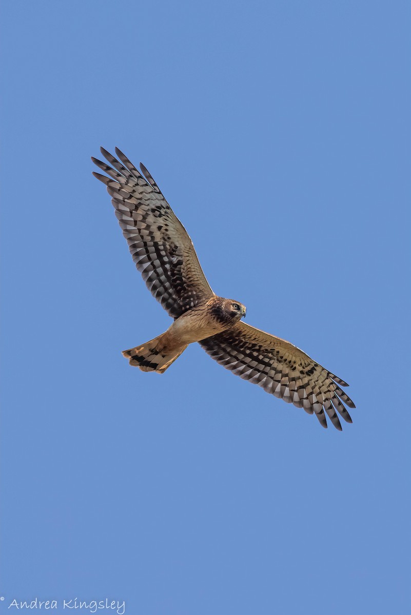 Hudsonweihe - ML368604981