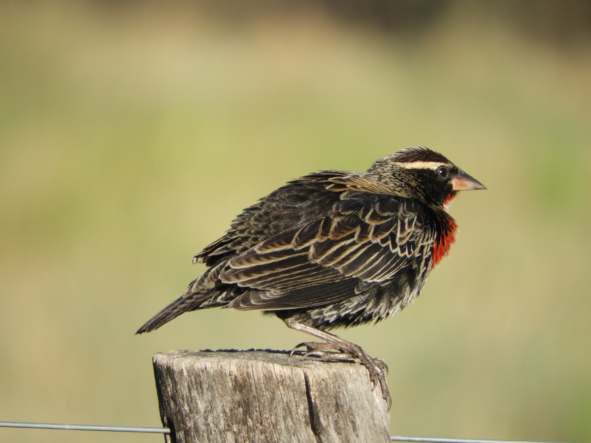 White-browed Meadowlark - Silvia Enggist