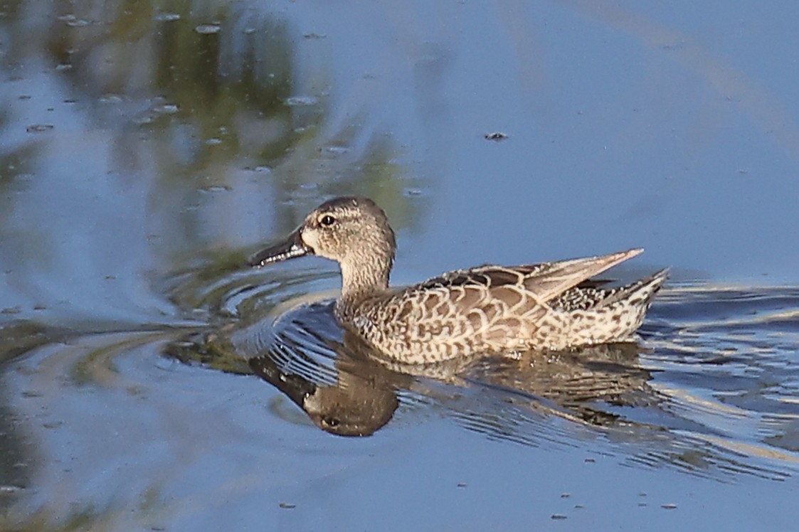 Blue-winged Teal - ML368605701