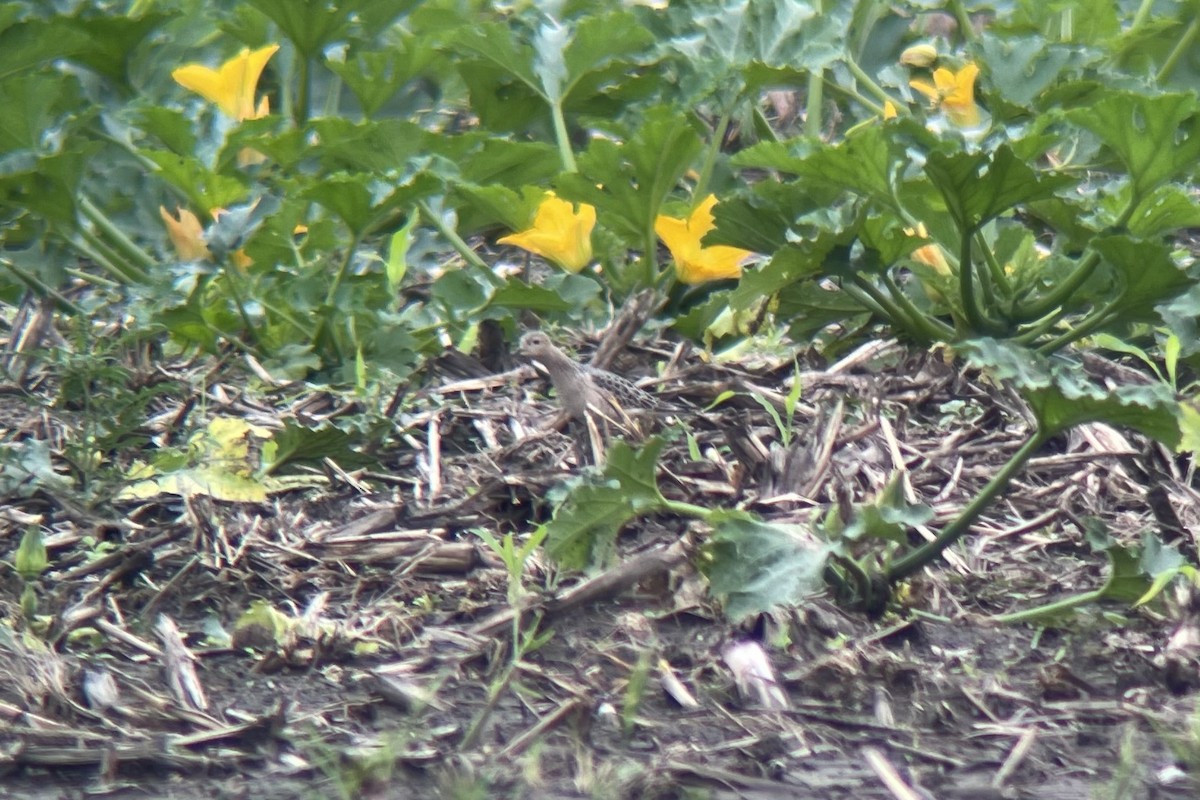 Buff-breasted Sandpiper - Eric Zawatski