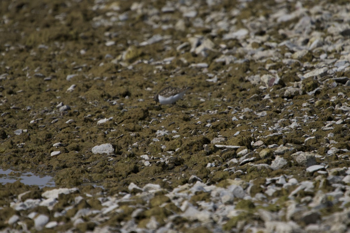 Ruddy Turnstone - ML368608451