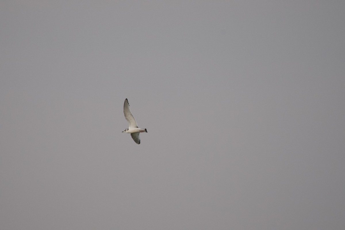 Little Gull - ML368608731