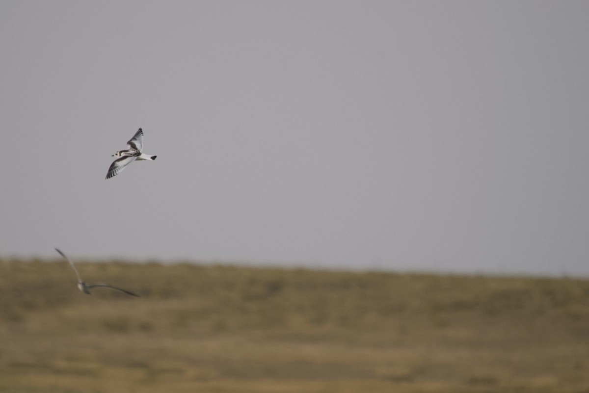 Little Gull - ML368608741