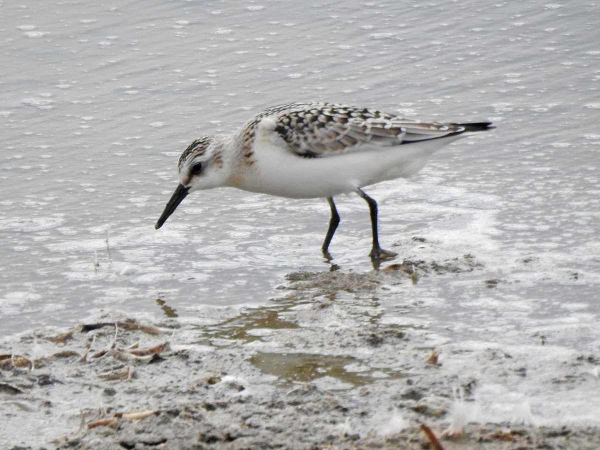 Sanderling - ML368608821