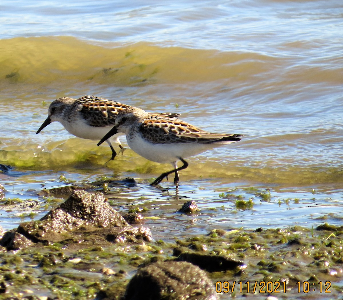 Western Sandpiper - ML368609001