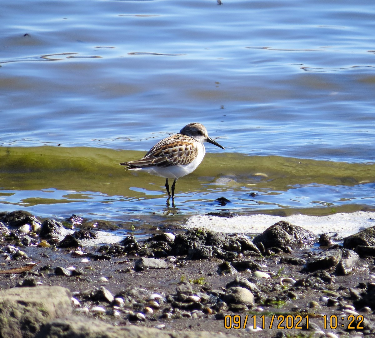 Western Sandpiper - ML368609431