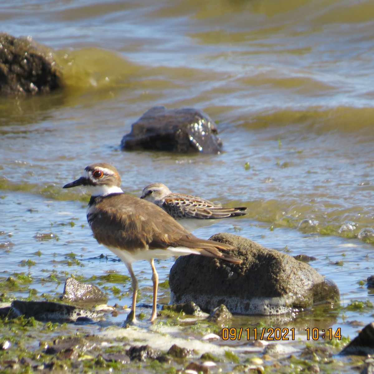 Killdeer - ML368609981