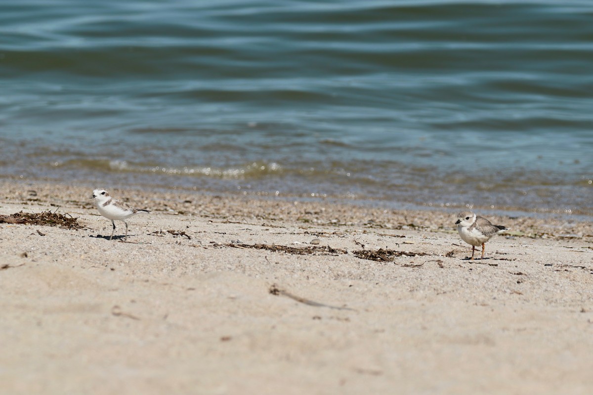 Snowy Plover - ML368610261