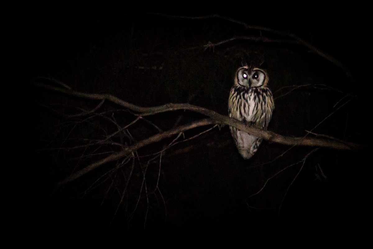 Striped Owl - ML368610811