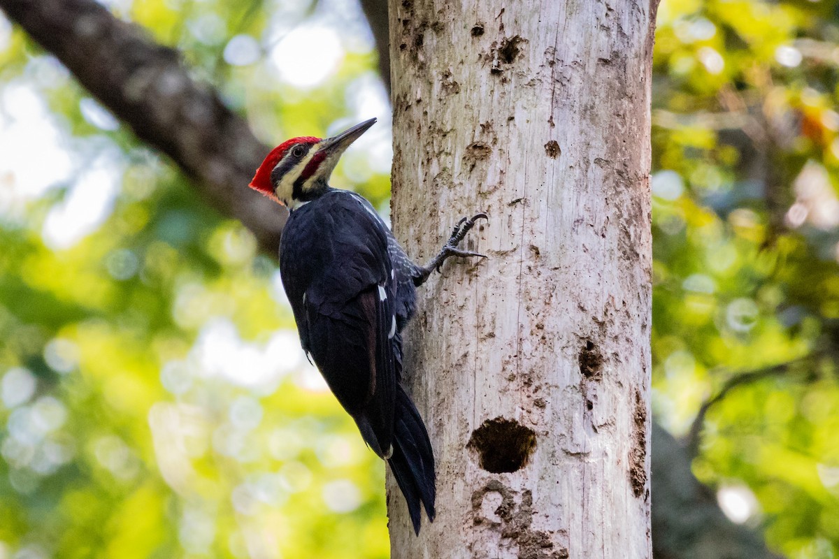 Pileated Woodpecker - Jonah Bishop