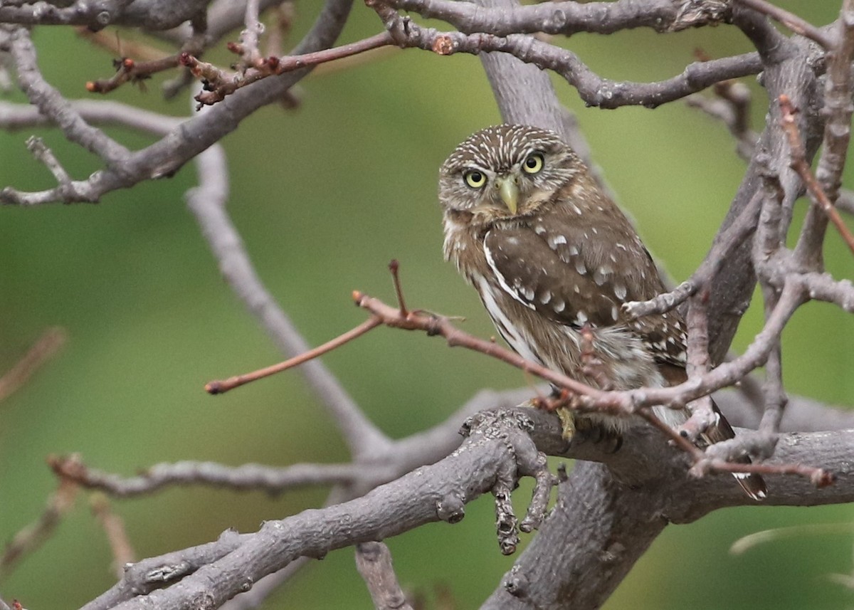 Peruvian Pygmy-Owl - ML368612521