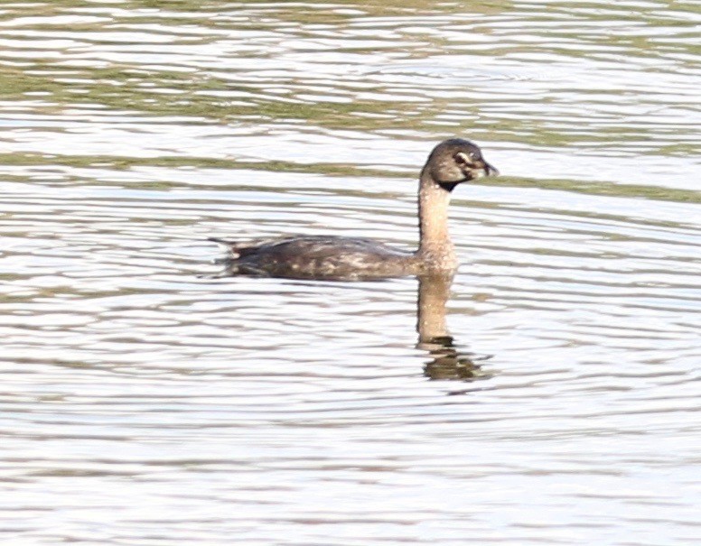 Pied-billed Grebe - ML368613041