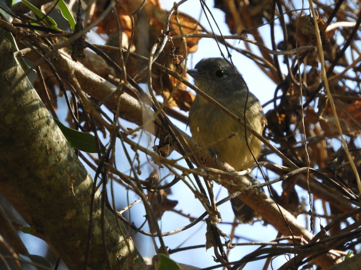 Variable Antshrike - ML368613311