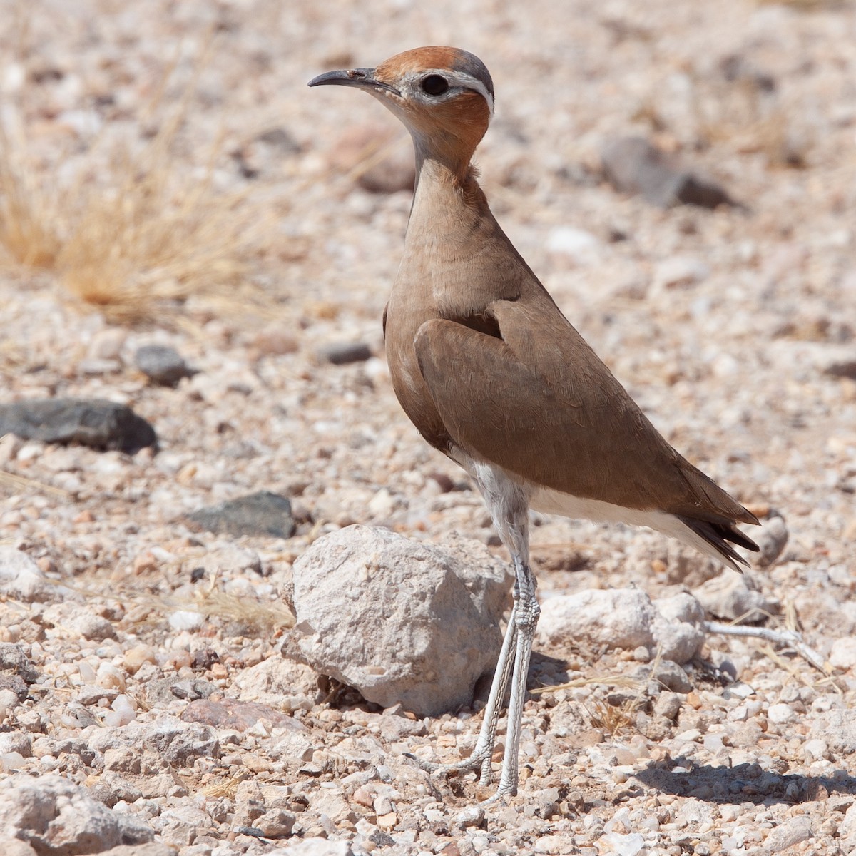 Burchell's Courser - Werner Suter