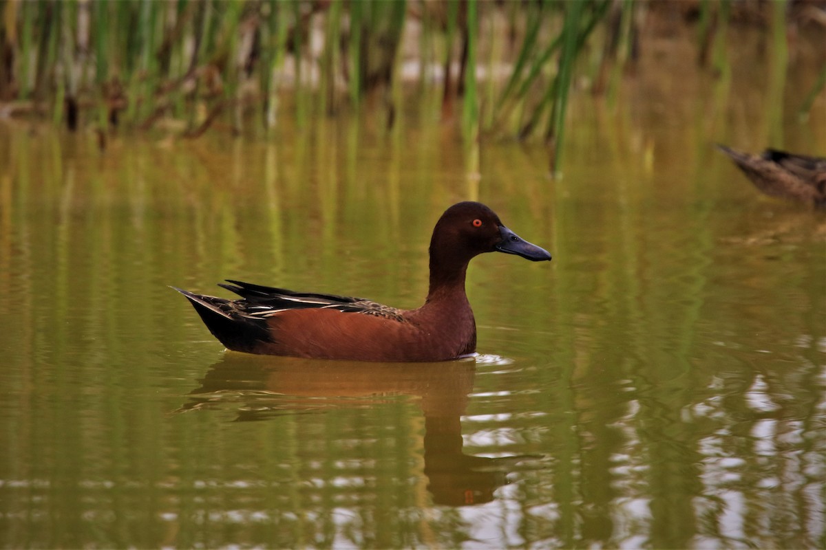 Cinnamon Teal - ML368615291