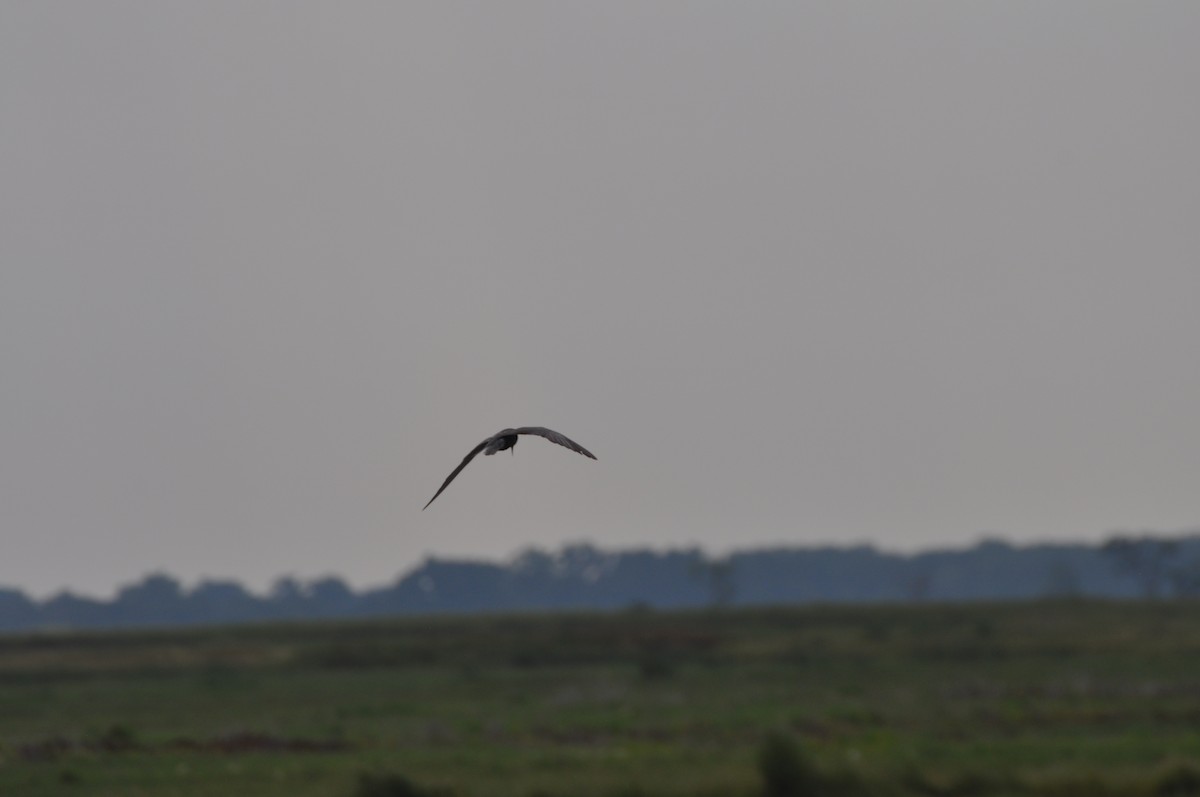 Black Tern - ML368615871