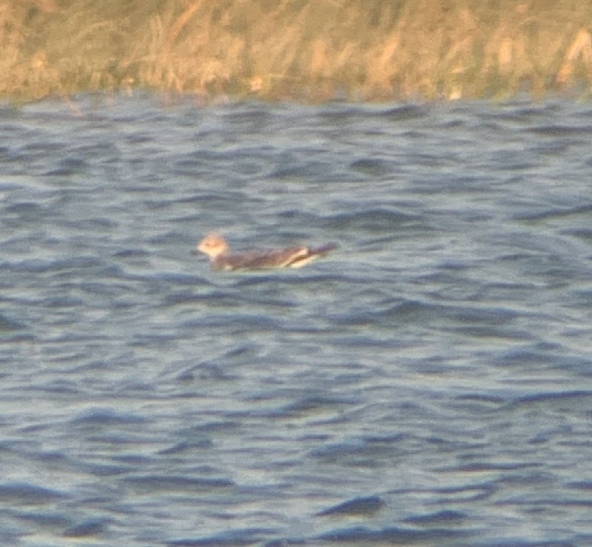 Mouette de Sabine - ML368618451