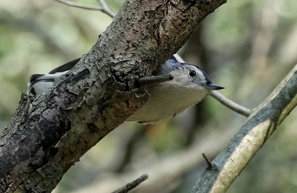 White-breasted Nuthatch (Eastern) - ML368623191