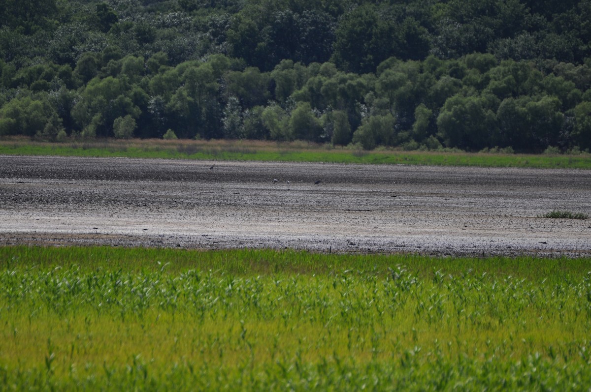 Wood Stork - ML368625041