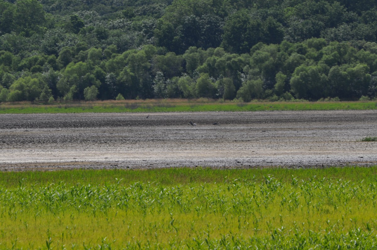 Wood Stork - ML368625061