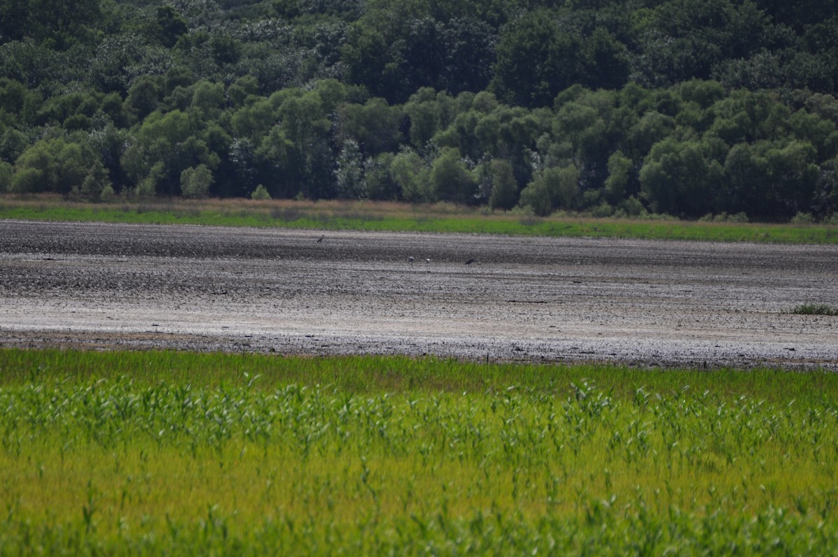 Wood Stork - ML368625091