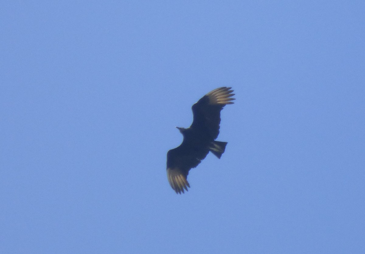 Black Vulture - ML368627571