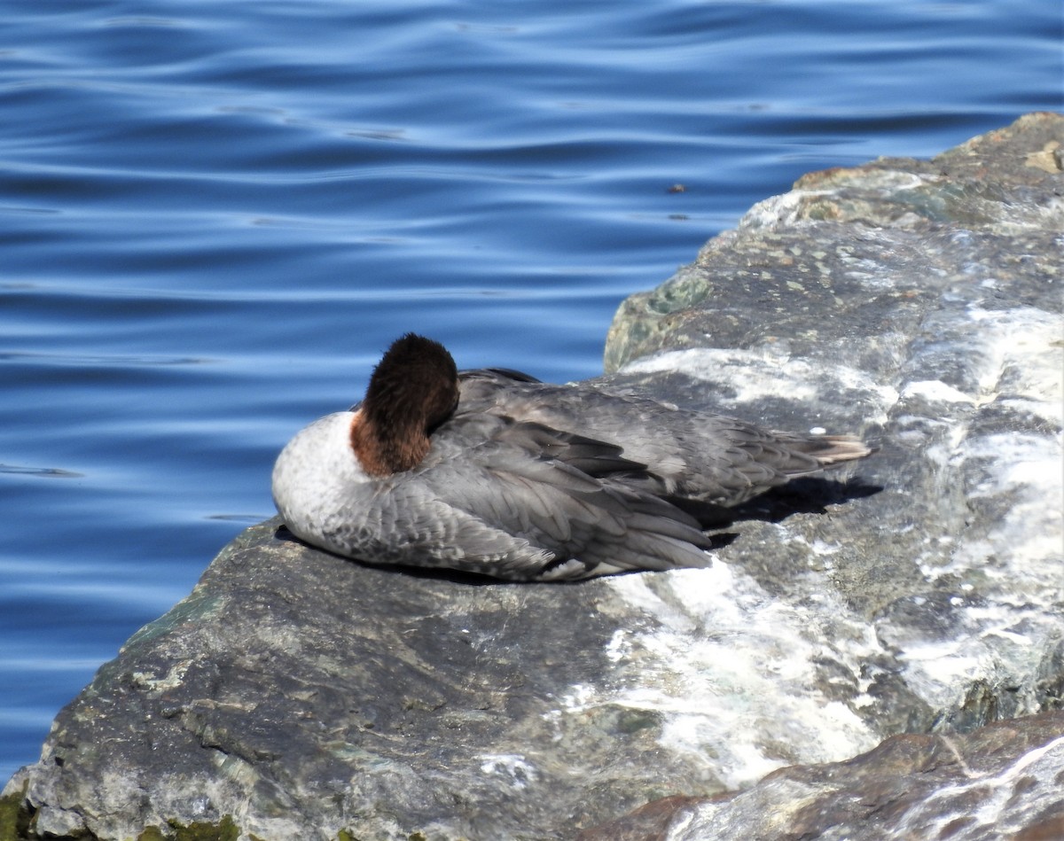 Common Merganser - ML368629791