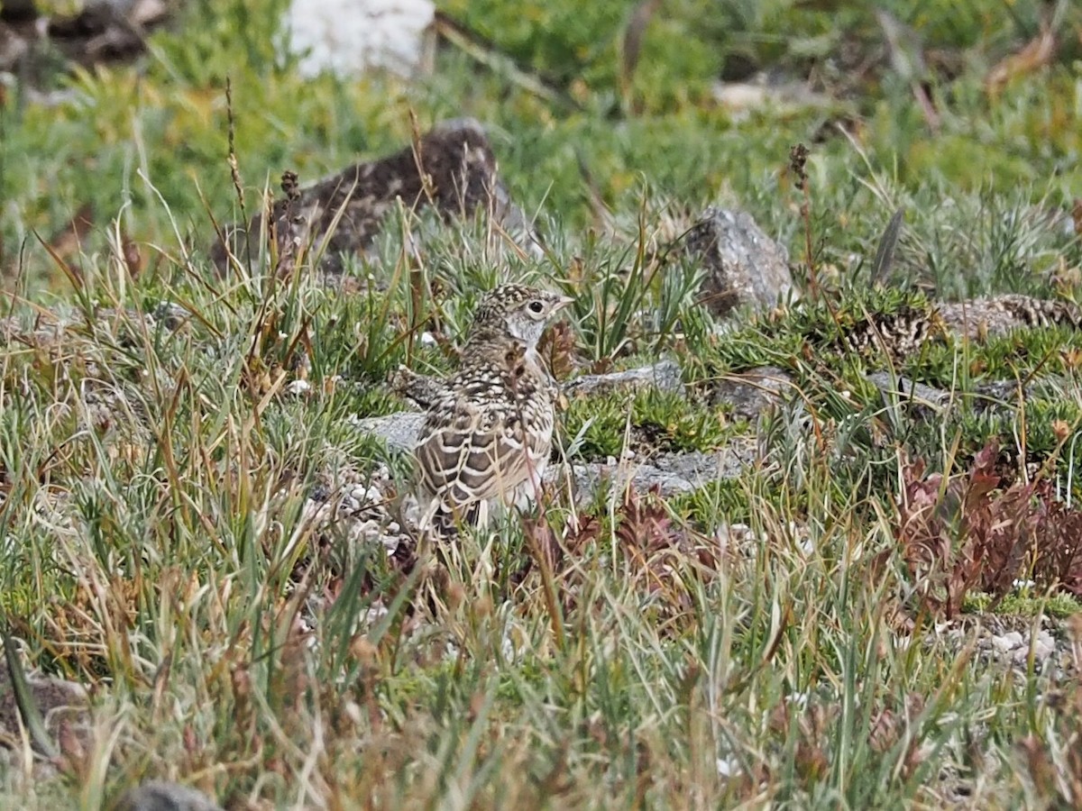 Horned Lark - Gjon Hazard