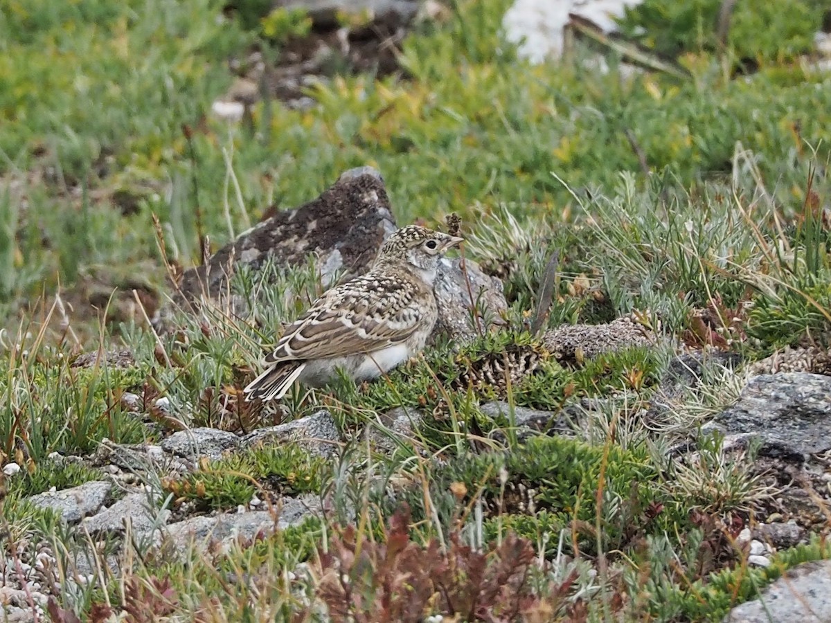 Horned Lark - Gjon Hazard