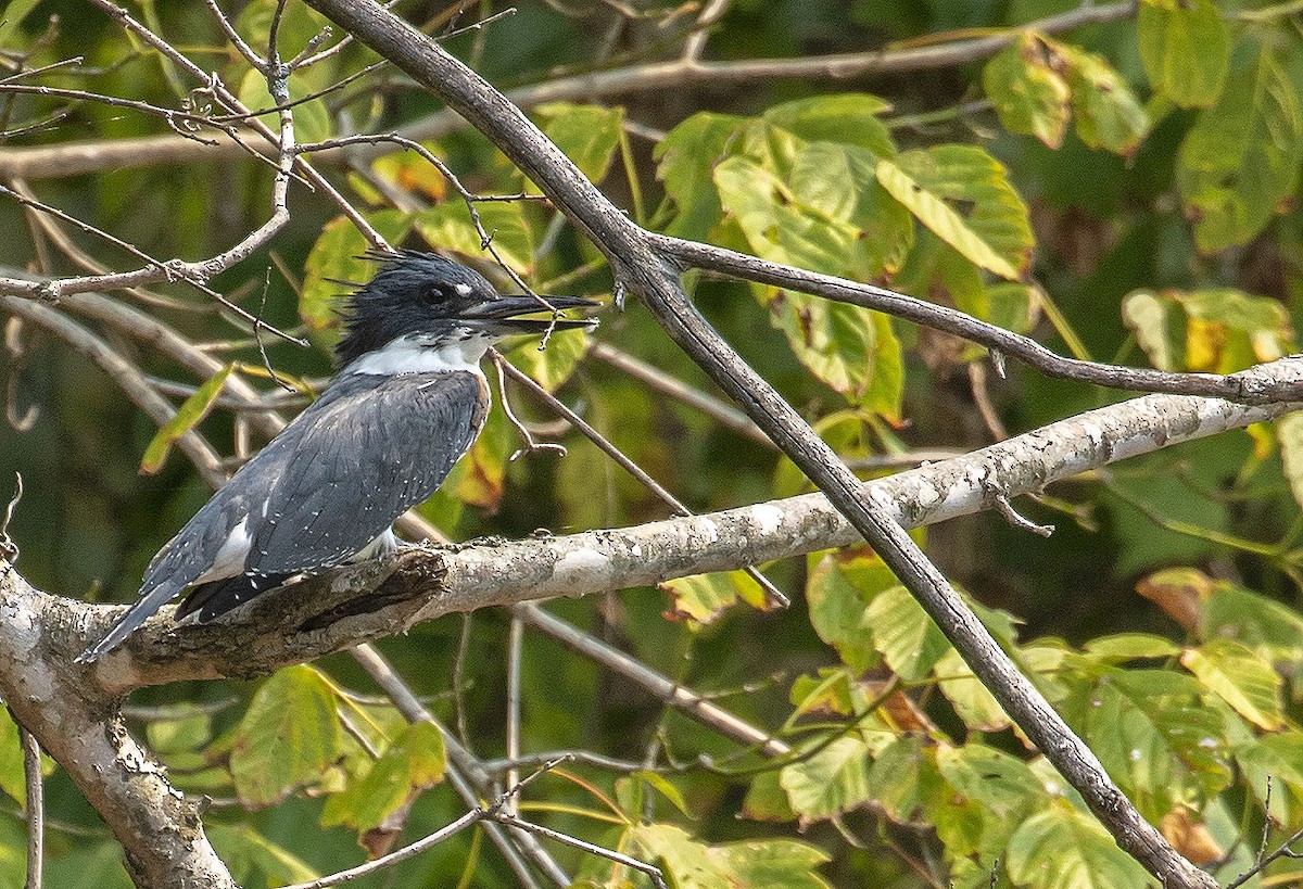 Belted Kingfisher - ML368637221