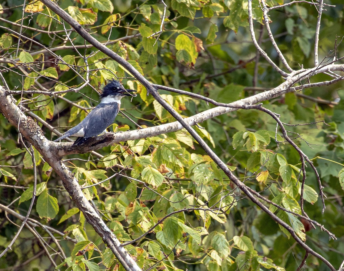 Belted Kingfisher - ML368637261