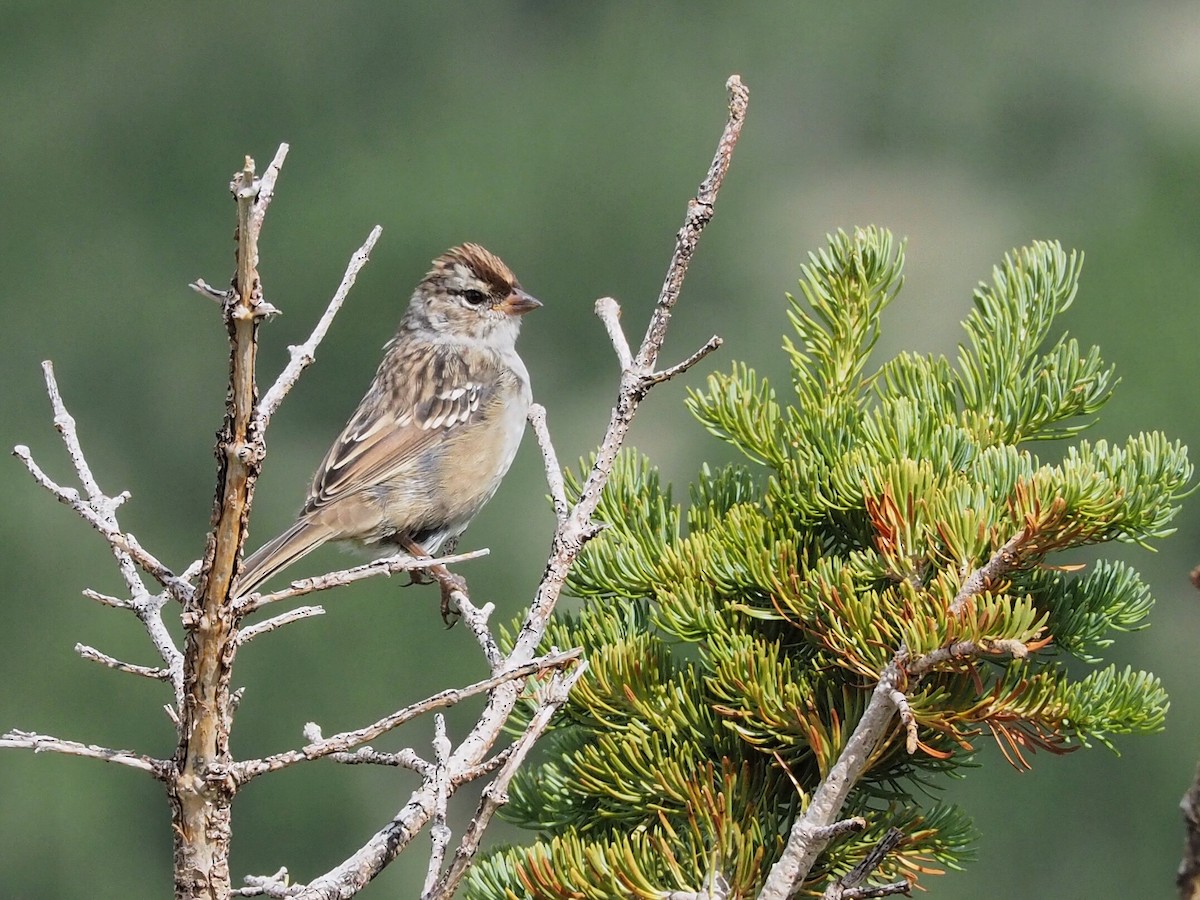 White-crowned Sparrow (oriantha) - Gjon Hazard