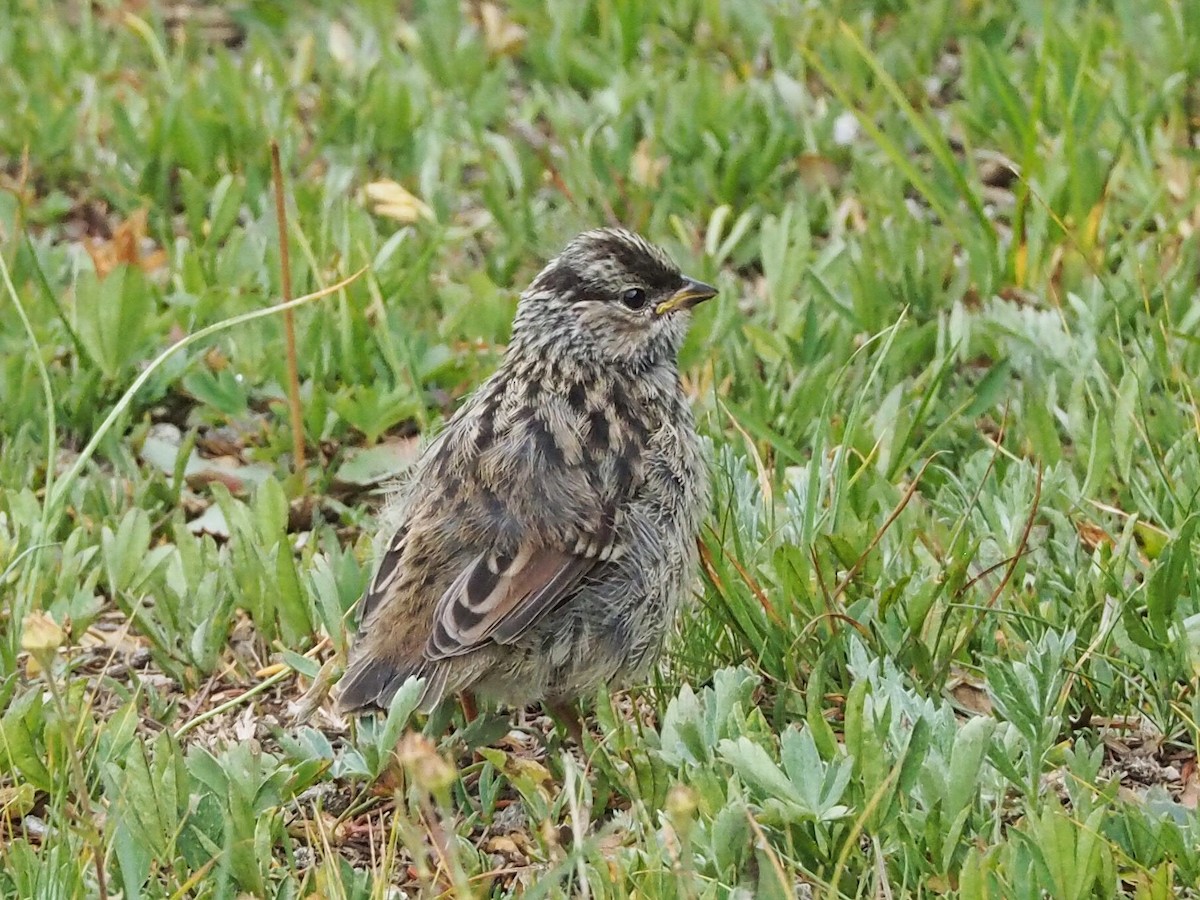 White-crowned Sparrow (oriantha) - ML368637861