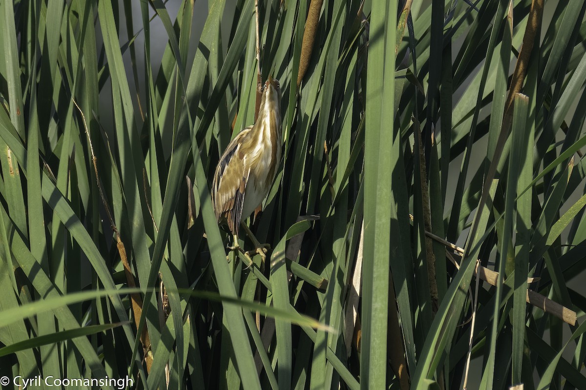 bukáček pruhohřbetý - ML368638501