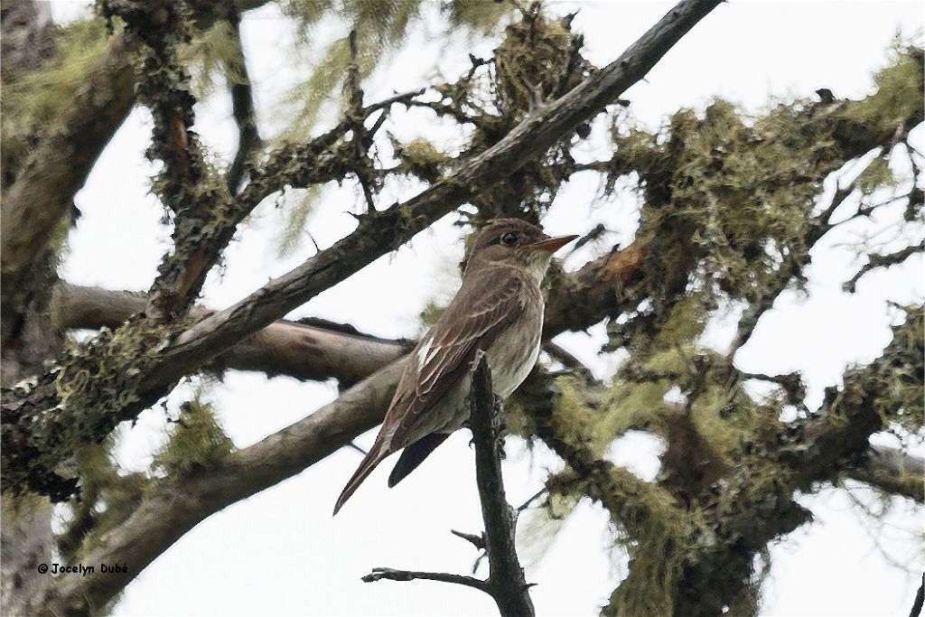 Olive-sided Flycatcher - ML368641351
