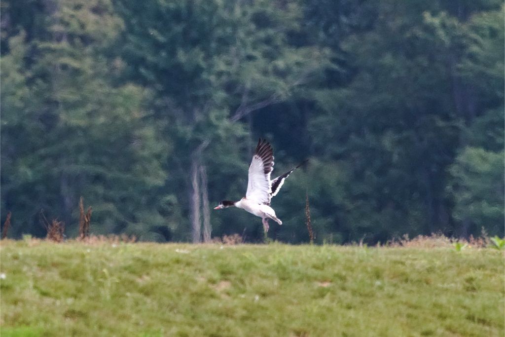 Common Shelduck - ML368641481